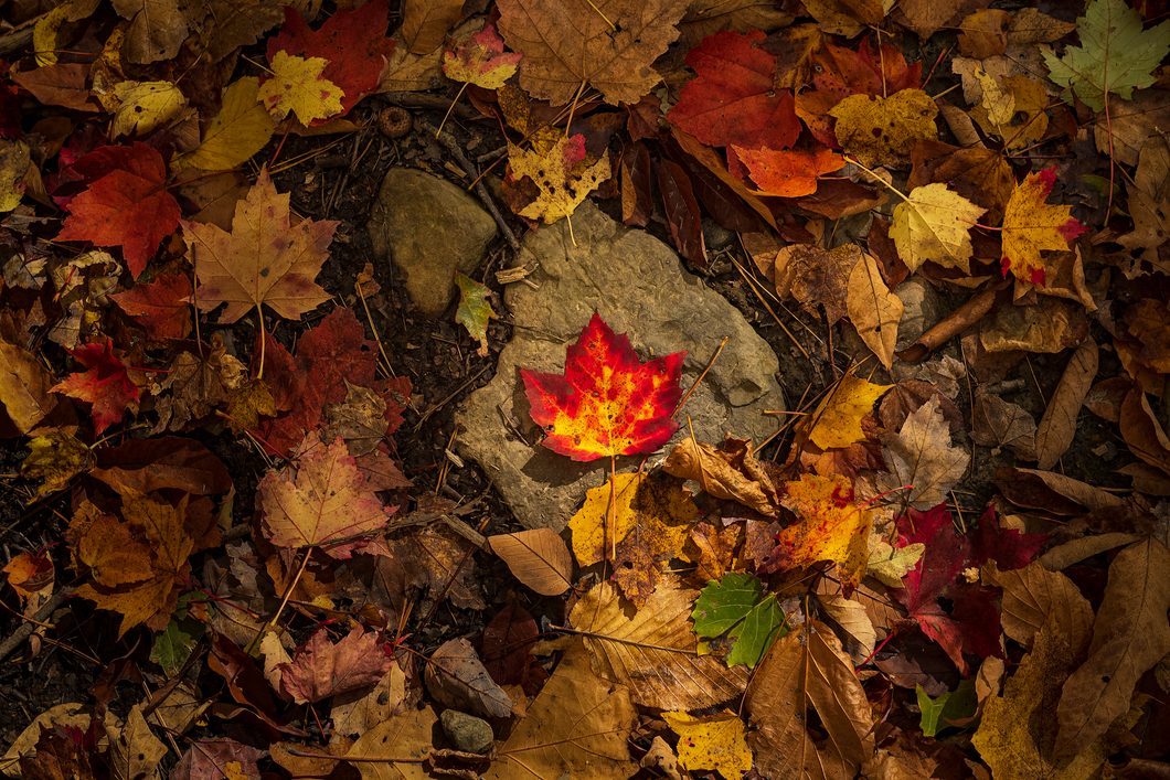 Maple Leaf Framed Photo Print