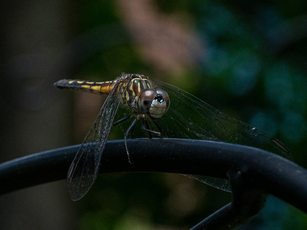 Photo Print - Dragonfly Resting