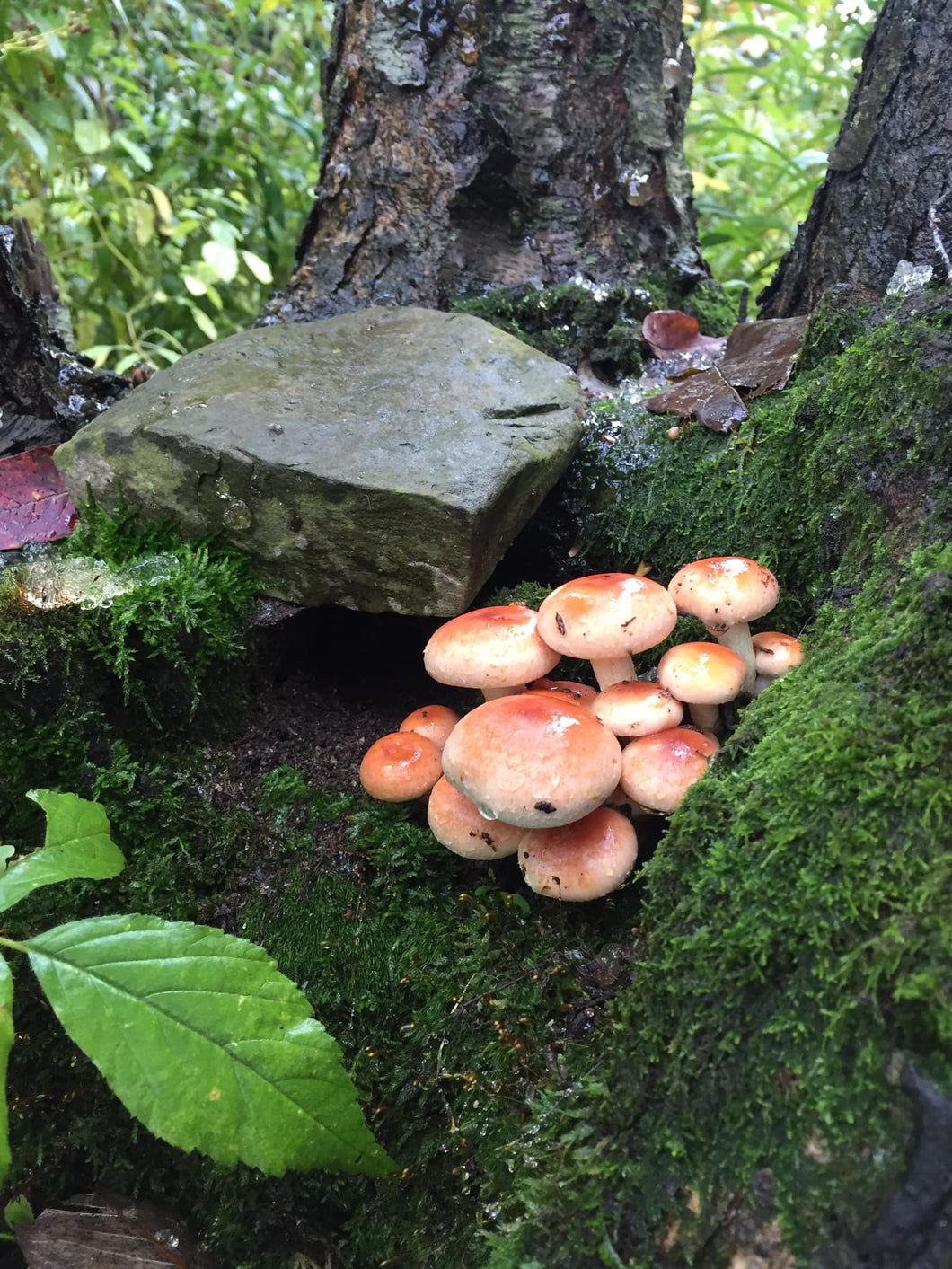 Photo Print - Happy Little Mushrooms