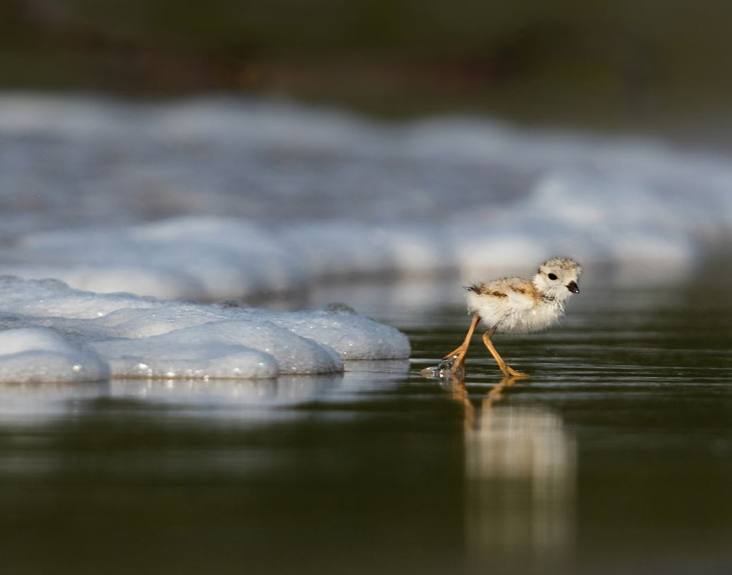 Photo Print - Piping Plover Chick Escapes the Waves
