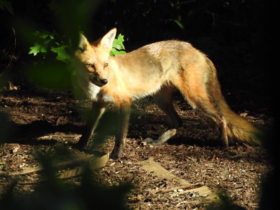Photo Print - Red Fox
