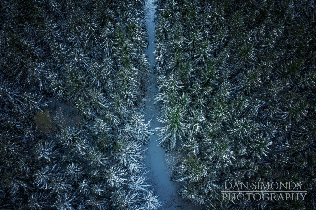 Forest by Dan Simonds Framed Canvas Print
