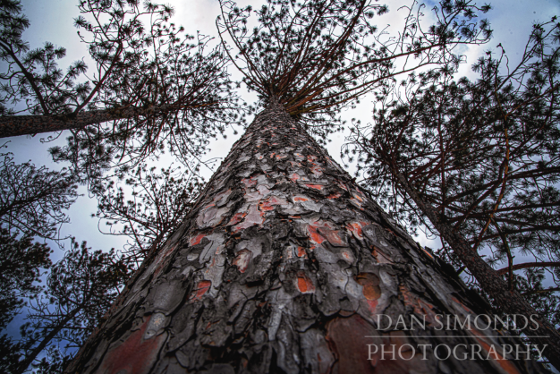 Tree Bark by Dan Simonds Photo Print