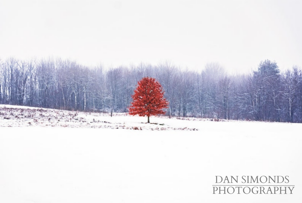 Winter Tree by Dan Simonds Photo Print