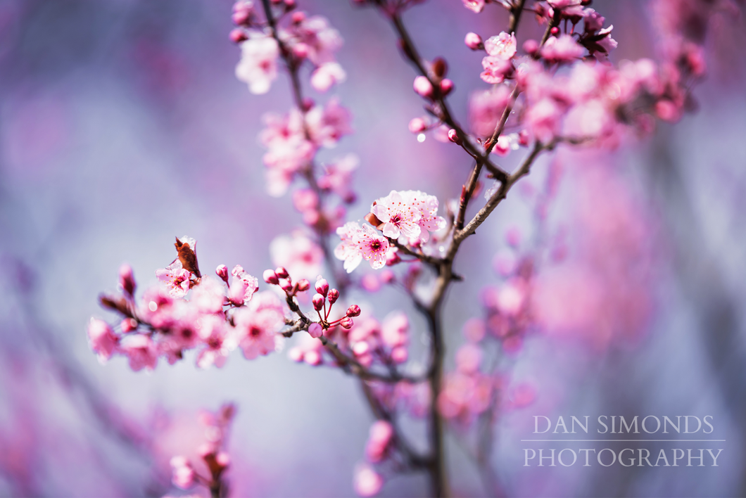 Cherry Blossoms by Dan Simonds Photo Print